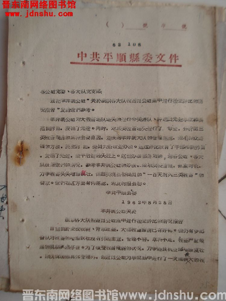中共平顺县委文件（62）108号：羊井底公社关于组织各大队牲畜以公社集中进行检查评比的情况报告